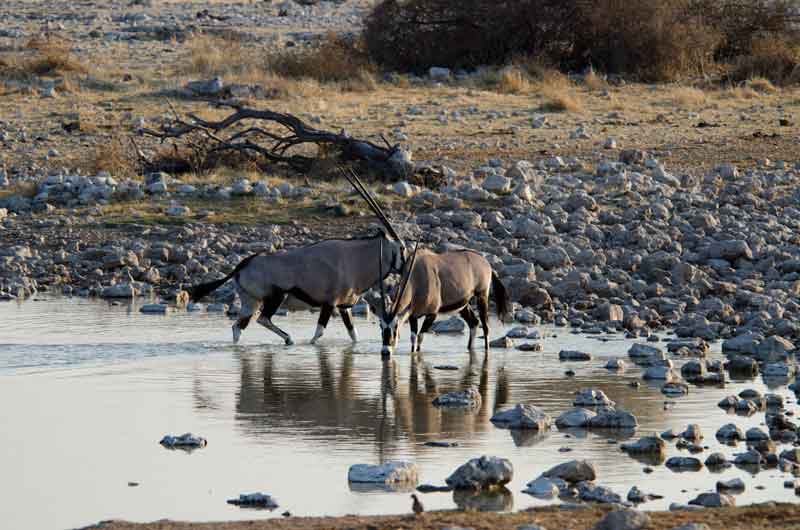 177 - Namibia - antilopes Orix - parque nacional de Etosha